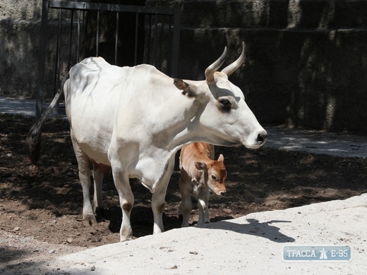 В Одесском зоопарке пополнение – потомством обзавелись чумацкие быки