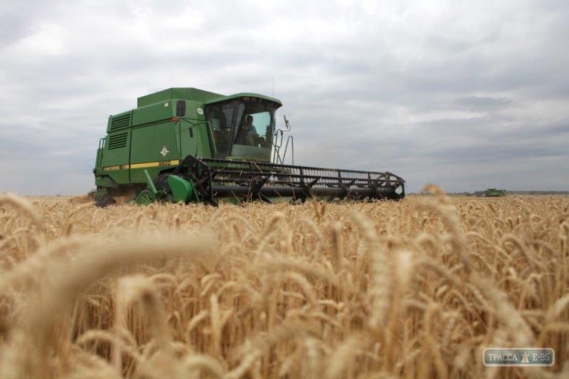 Ранние зерновые в Одесской области уже посеяны на 493 тысячах гектаров