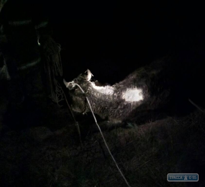 Сотрудники ГосЧС спасли в Одессе корову, провалившуюся в яму