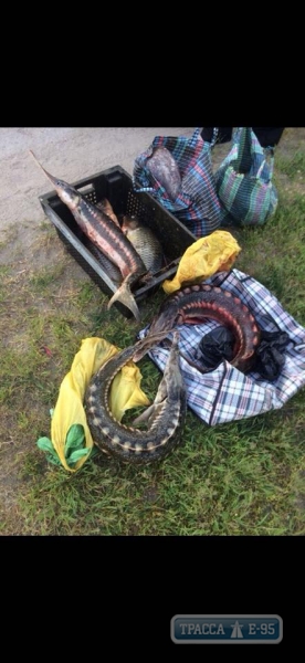 Водная полиция Одесской области поймала рыбака за незаконным ловом рыбы из Красной Книги