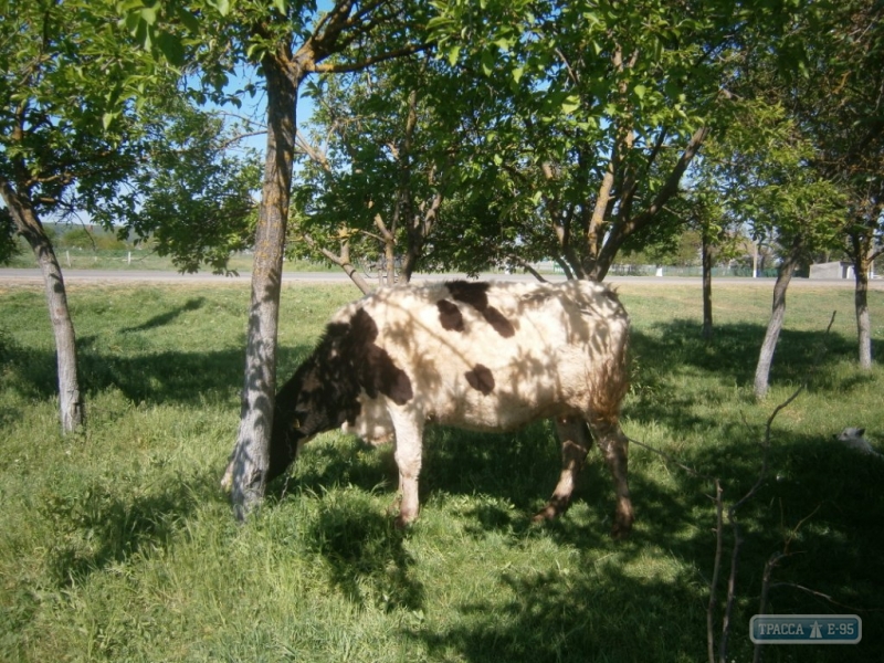 Жительница Одесской области получила в подарок от президента беременную корову (фото)