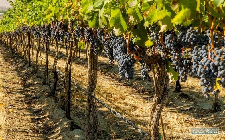 Одесская область завершает составление кадастра виноградников для проекта ЕС