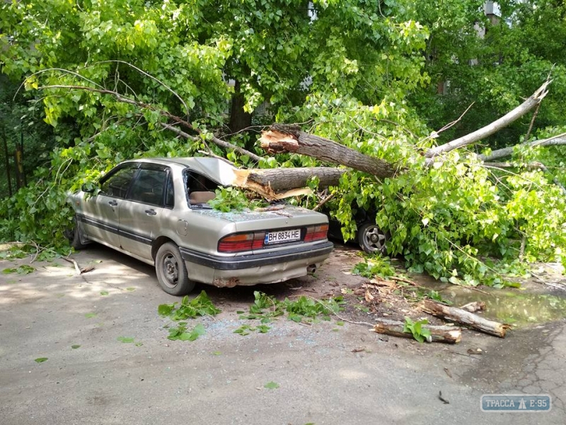 Рухнувшие деревья смяли сразу пять автомобилей в Одессе (фото)