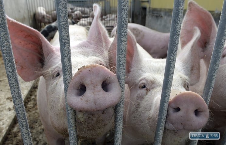 Вспышка африканской чумы свиней зафиксирована в двух районах на юге Одесской области
