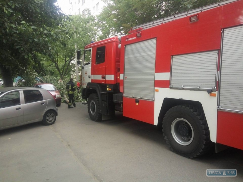 Огромная ветка раздавила два легковых автомобиля в Одессе (фото)