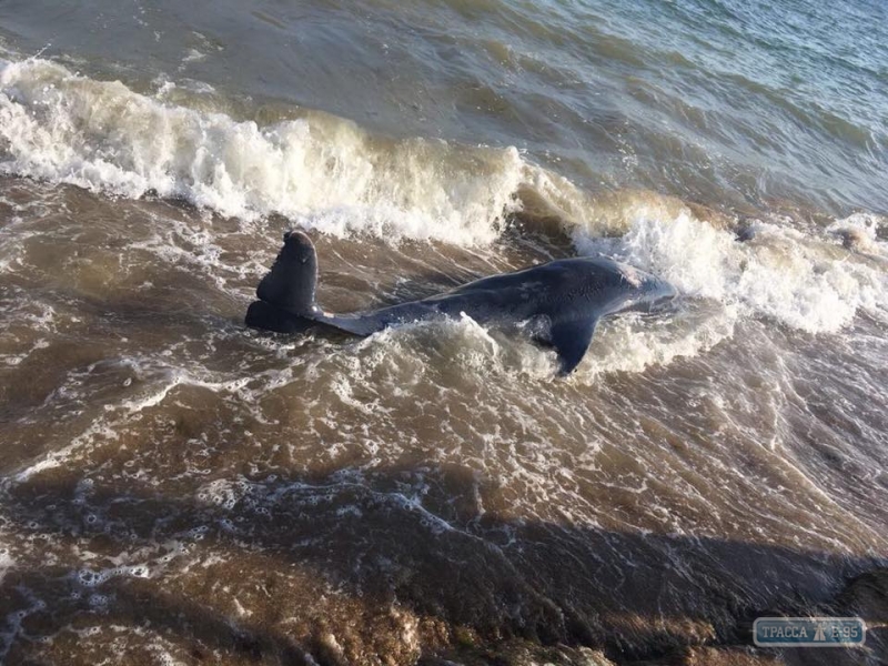 Отдыхающие нашли на берегу моря под Одессой погибшего дельфина