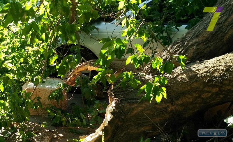 Третье дерево за день сломалось в Одессе: комментарий специалиста