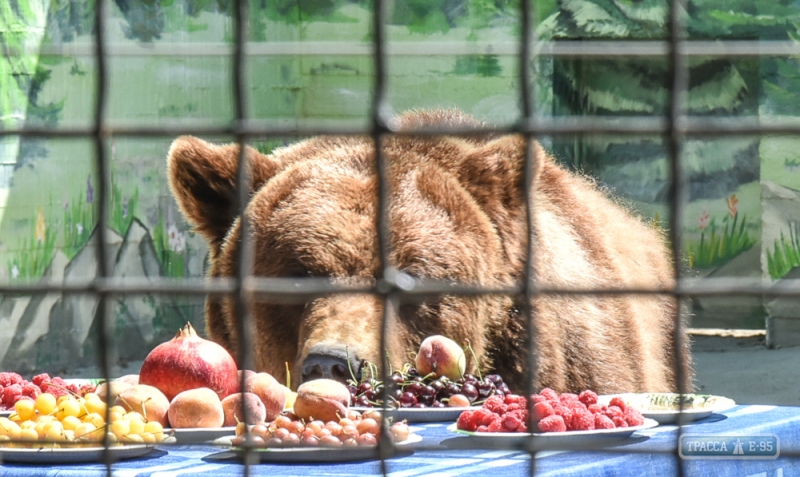 Медведей в честь новоселья в Одессе кормили черешней и медом (фото)