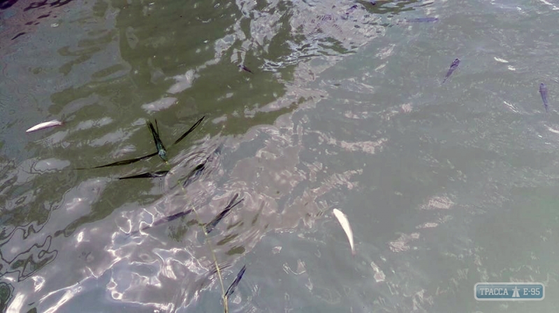 В Хаджибейском лимане массово дохнет рыба