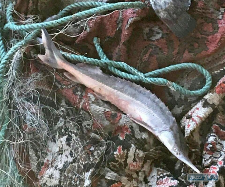 Рыбак-нарушитель на юге Одесщины поймал рыбу из Красной книги на 48 тысяч гривен