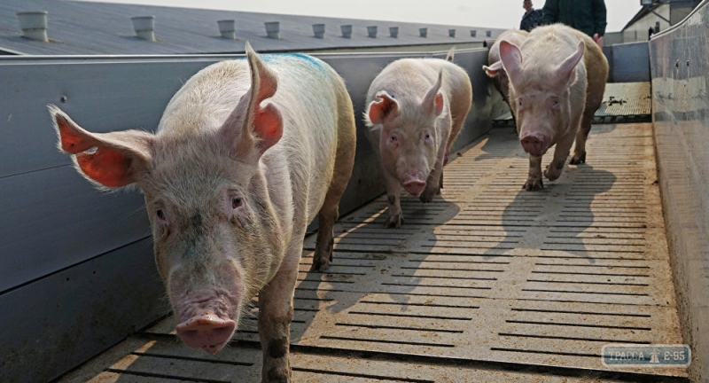 Случай африканской чумы зарегистрирован среди диких свиней на дунайском острове