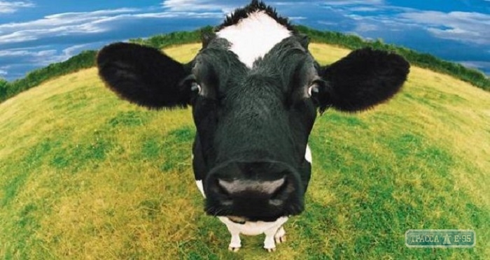 Государство направило 4 млн грн на содержание коров в 39 хозяйствах Одесской области