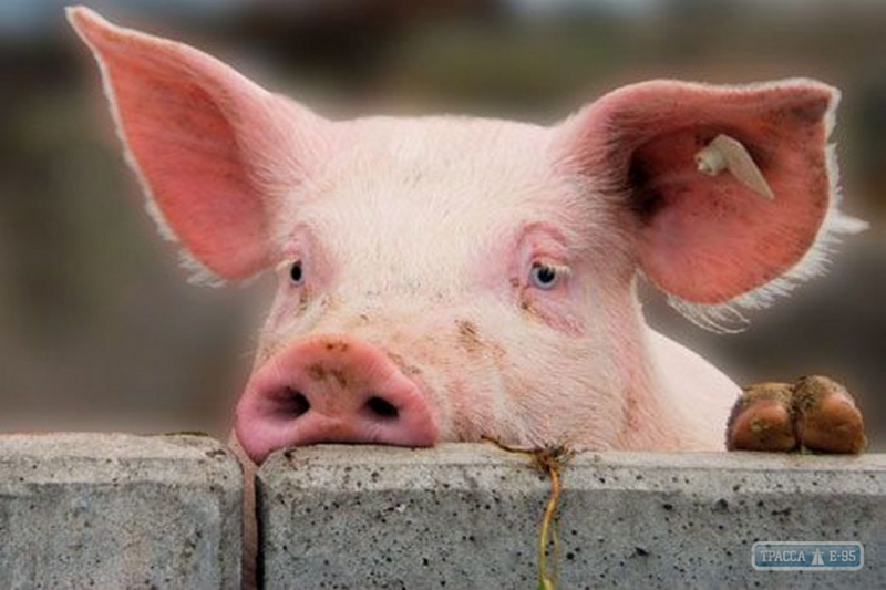 Около трех тысяч свиней уничтожено в Измаиле и районе в связи со вспышкой АЧС