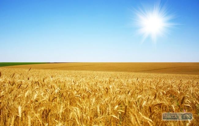 К началу июля аграрии Одесщины собрали наибольший объем ранних зерновых в стране