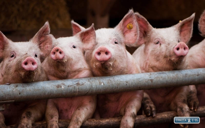Специалисты выявили в Одесской области новый случай африканской чумы свиней