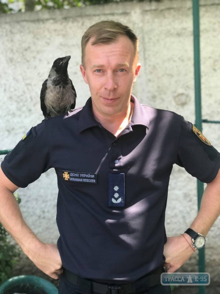 Спасатели Черноморска приютили черного ворона (фото)