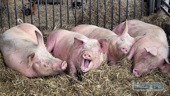 Белгород-Днестровская РГА ввела меры, чтобы не допустить гибель свиней от африканской чумы в районе