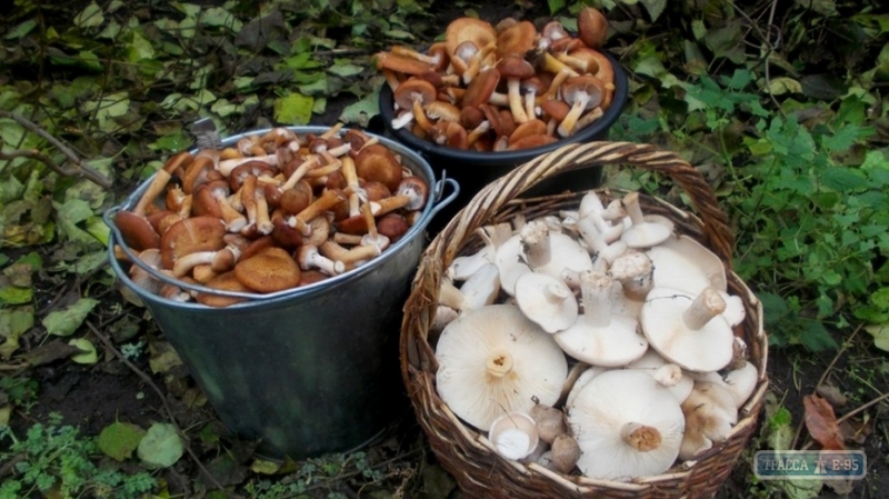 Семья в Одесской области отравилась грибами. Скончались беременная женщина и ребенок