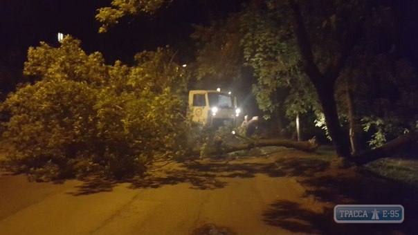 Спасатели Одесщины три дня подряд убирали упавшие деревья с автодорог области