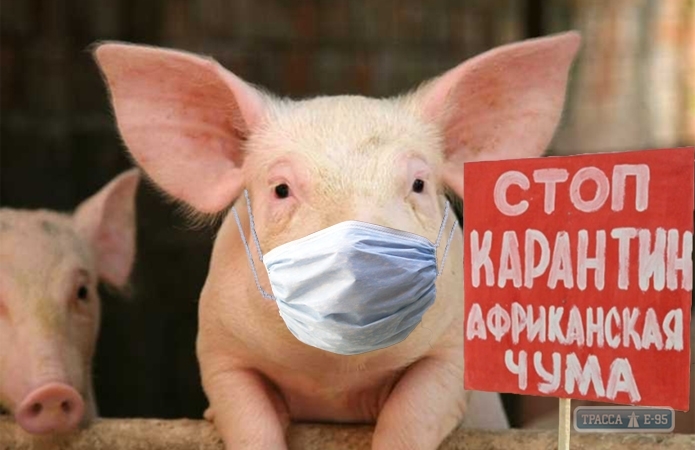 Специалисты выявили в Одесской области два новых случая заболевания африканской чумой свиней