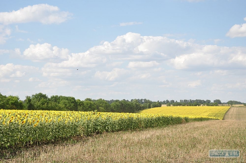 Аграрии Одесской области намолотили более трех миллионов тонн зерна