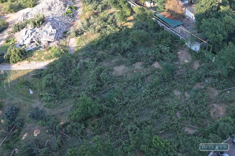 Неизвестные вырубили более двухсот деревьев на Гагаринском плато в Одессе