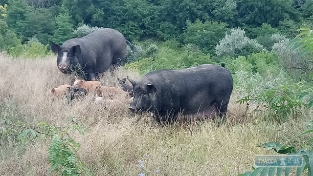 Жители Болградского района, несмотря на угрозу АЧС, выпускают свиней в дикую природу на выгул