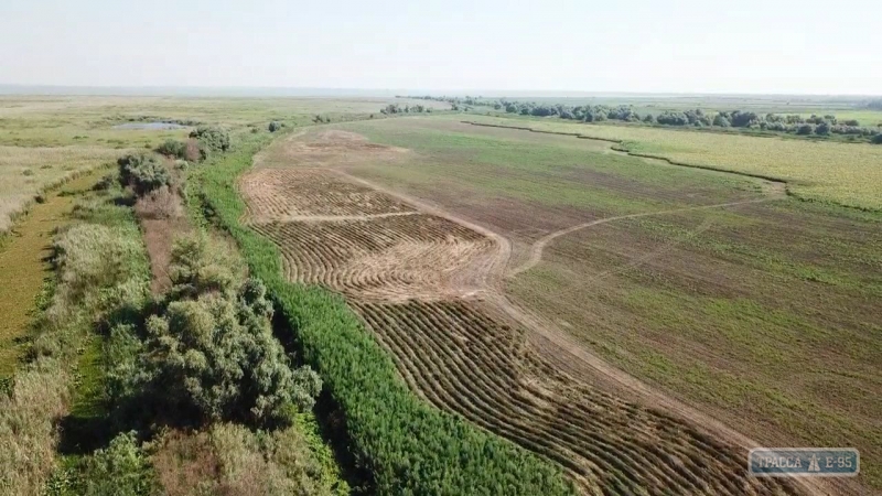Правоохранители обнаружили плантацию конопли на 10 тысяч кустов на юге Одесской области