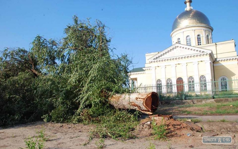 Власти Болграда распорядились спилить 18 деревьев для освоения 3 млн гривен из областного бюджета 