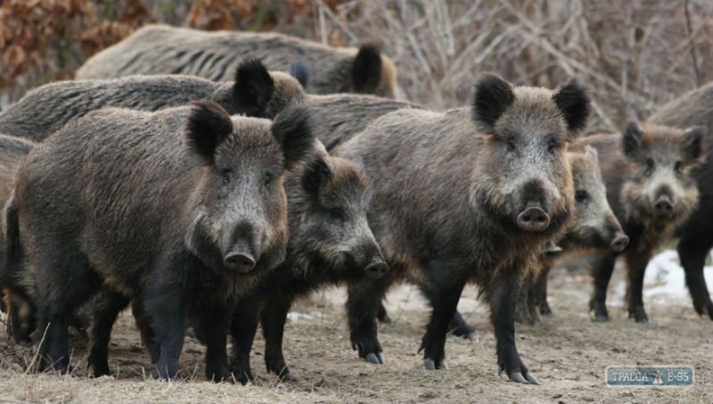 Власти Одесской области намерены уничтожить диких кабанов в рамках борьбы с африканской чумой свиней