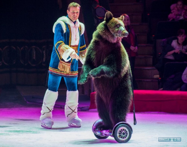 Государственная экологическая инспекция обвинила Одесский цирк в незаконной эксплуатации медведей 