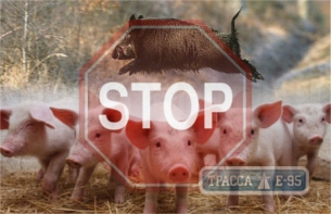 Количество вспышек африканской чумы свиней в стране близится к сотне: лидирует Одесская область