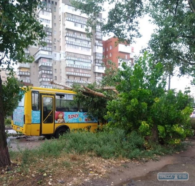 Огромное дерево рухнуло на маршрутку на поселке Котовского в Одессе