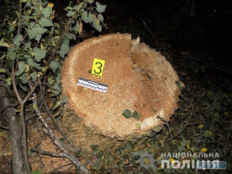 Пятеро жителей Подольского района незаконно спилили четырнадцать дубов в лесном массиве