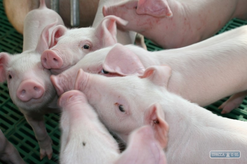 Новая вспышка африканской чумы свиней задокументирована в Болградском районе