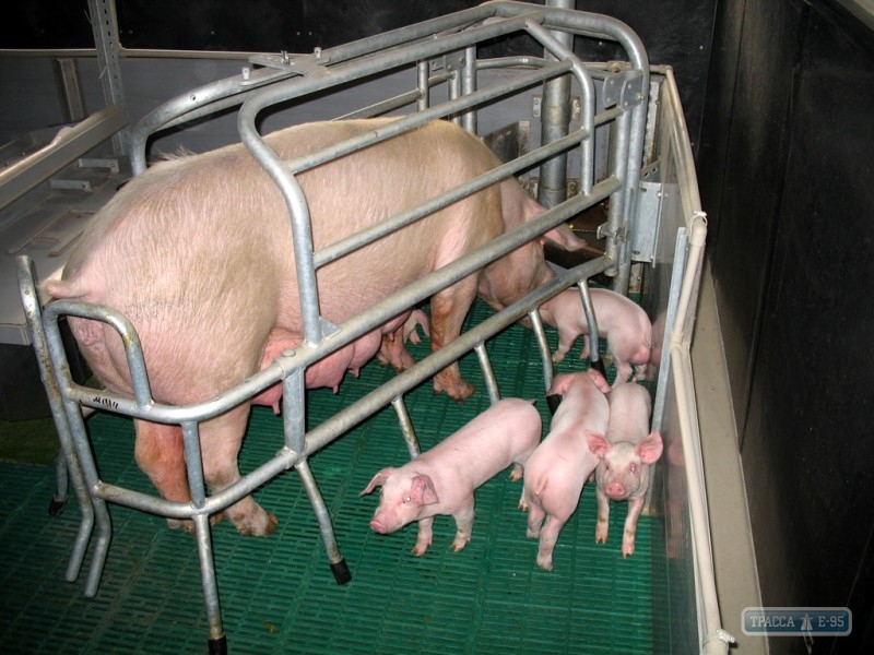 Свыше 4 тыс. свиней уничтожено в племенном репродукторе села Каракурт Болградского района