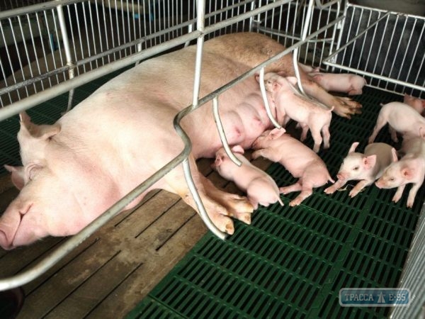 АЧС в Болградском районе: работы по уничтожению свиней в племенном репродукторе продолжаются