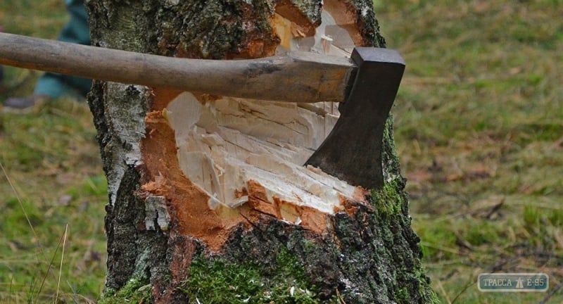 Власти установят камеры во всех зеленых зонах Одессы, чтобы не допустить незаконной вырубки деревьев