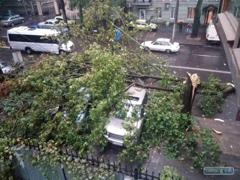 Штормовой ветер в Одессе повалил девять деревьев и более 20-ти крупных веток