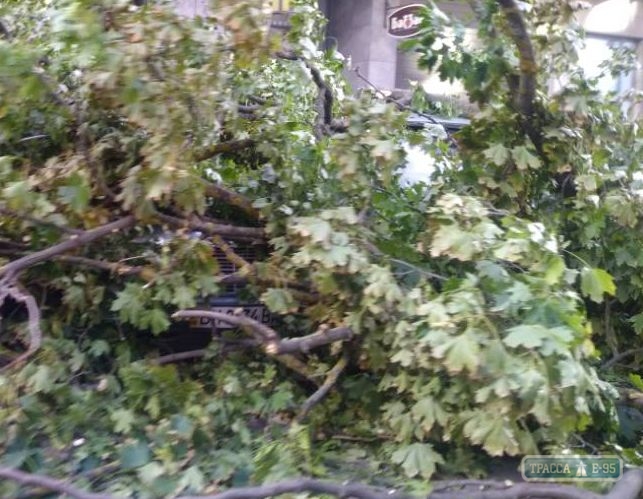 Сильный ветер повалил деревья в Одессе: ветки повредили автомобили и блокировали трамваи