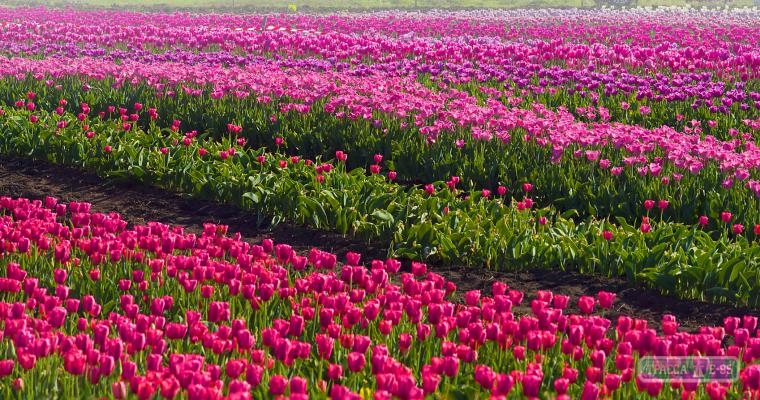  Под Одессой появится долина тюльпанов