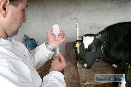 Специалисты завершают процесс вакцинации животных от сибирской язвы на юге Одесской области