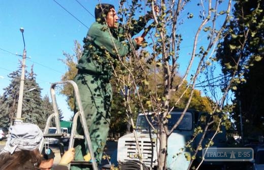 Полтысячи новых деревьев высадят коммунальщики в Одессе вместо старых пней