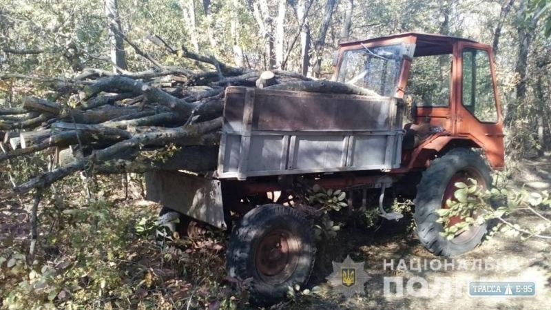 Двое местных жителей вырубили акации в лесополосе в Арцизском районе