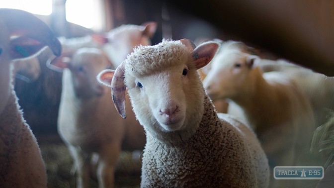 Измученных овец из Черноморского порта убьют, так как у них нет справок 