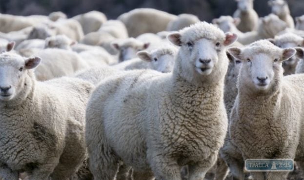 Госпродпотребслужба подтвердила намерение умертвить всех овец, гибнущих в порту Черноморска