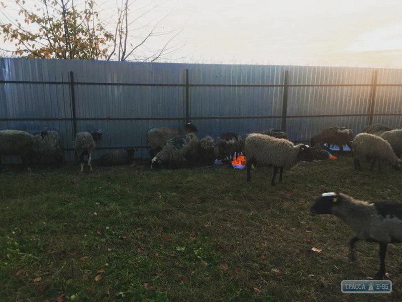 Более полусотни овец, которых везли на убой в Винницкую область, погибли