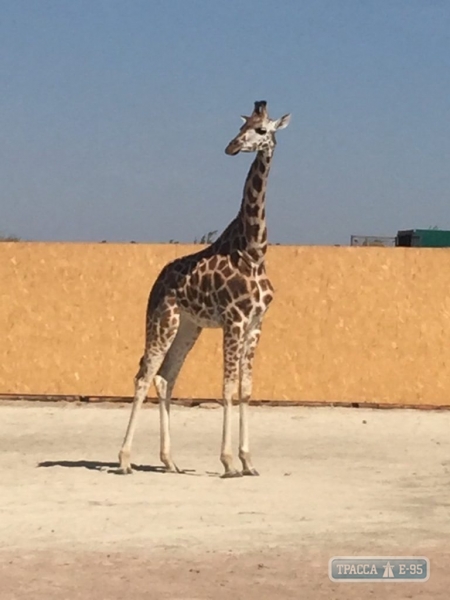 В Одессе впервые родился детеныш жирафа 