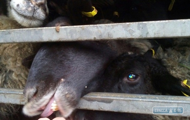Ветеринары не нашли опасных болезней у овец, умиравших в порту Черноморска