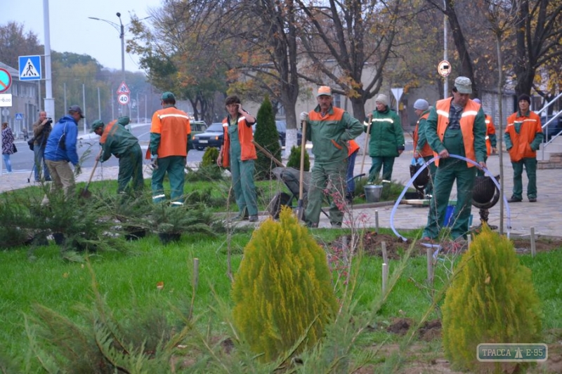 Осенний этап высадки деревьев стартовал в Измаиле